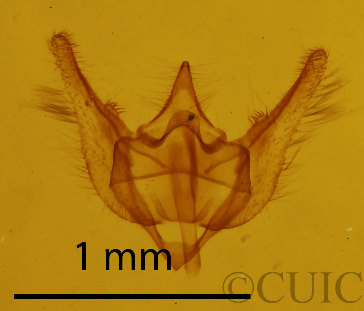 genitalia view of adult Paleacrita longiciliata