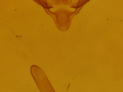 genitalia view of adult Paleacrita vernata