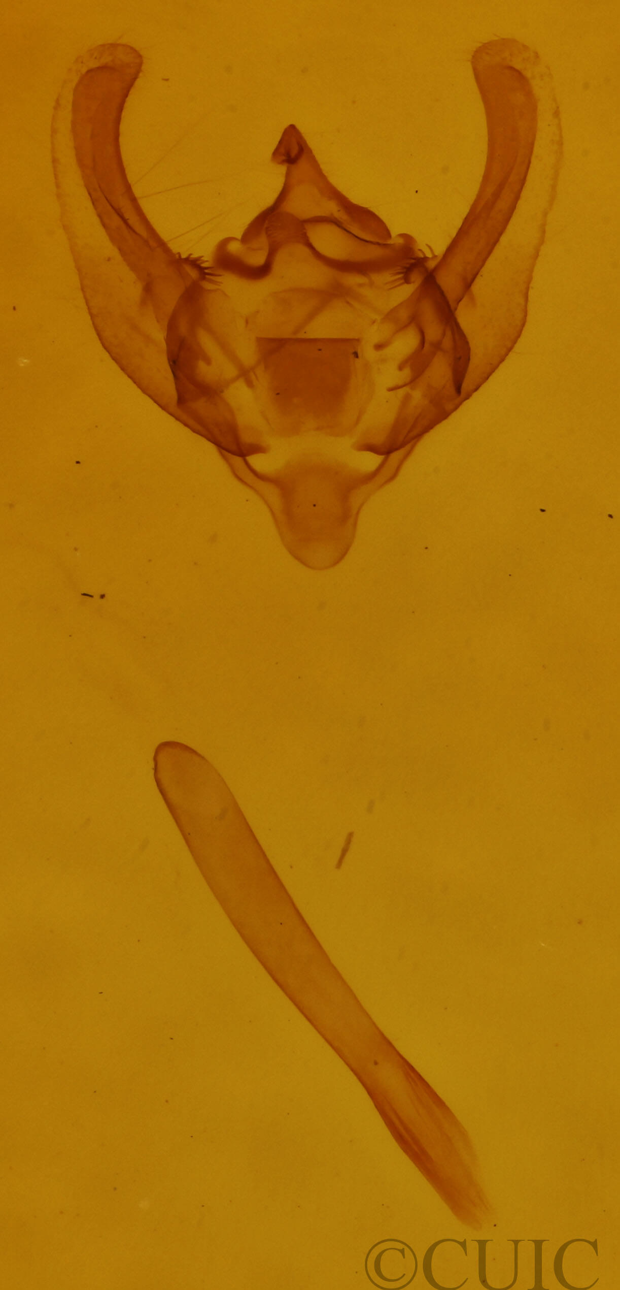 genitalia view of adult Paleacrita vernata