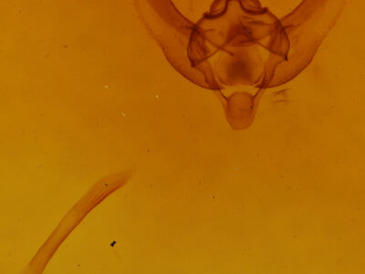 genitalia view of adult Paleacrita vernata