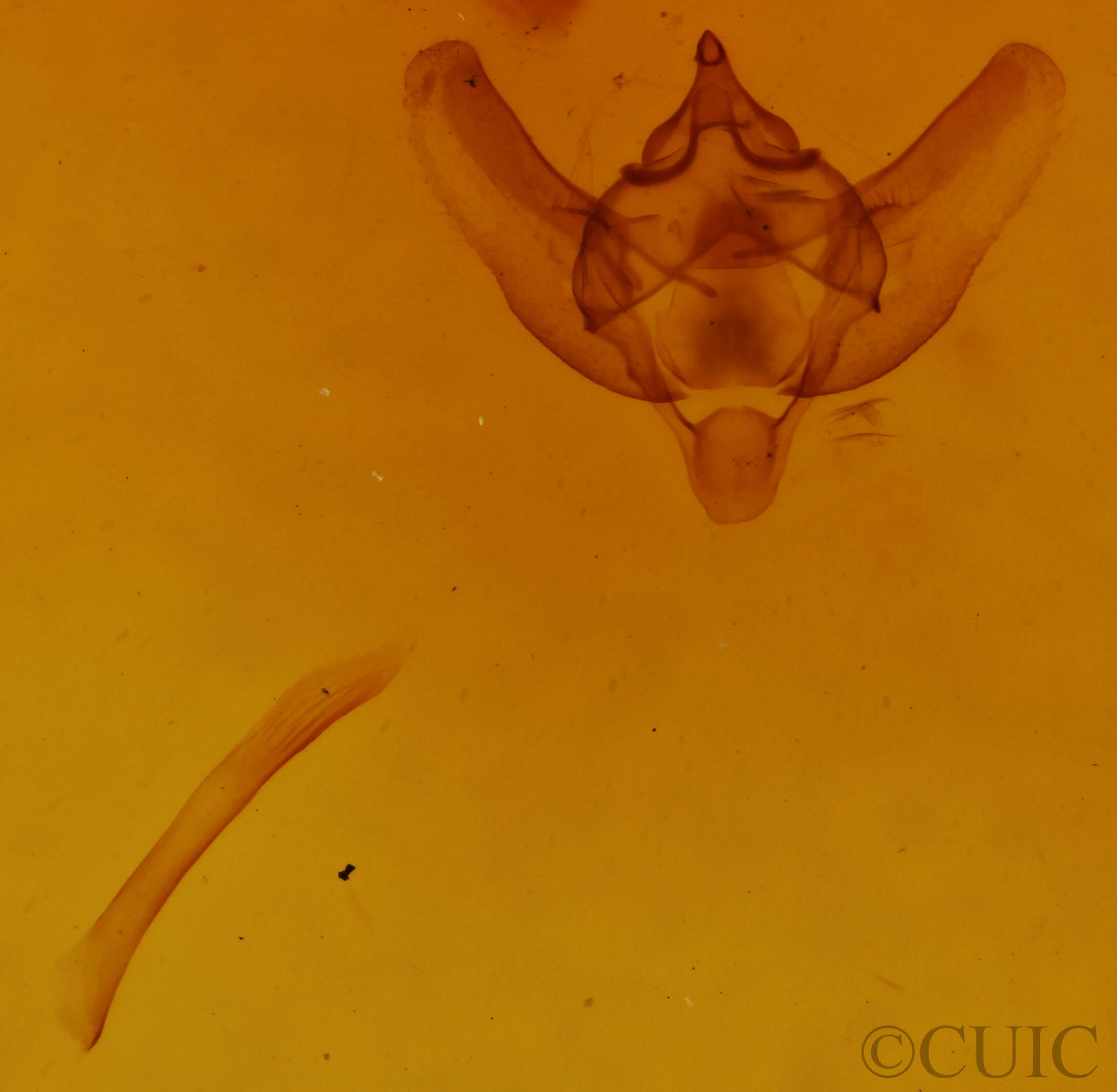 genitalia view of adult Paleacrita vernata