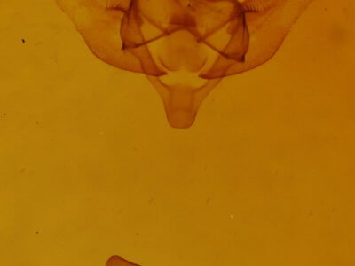 genitalia view of adult Paleacrita vernata