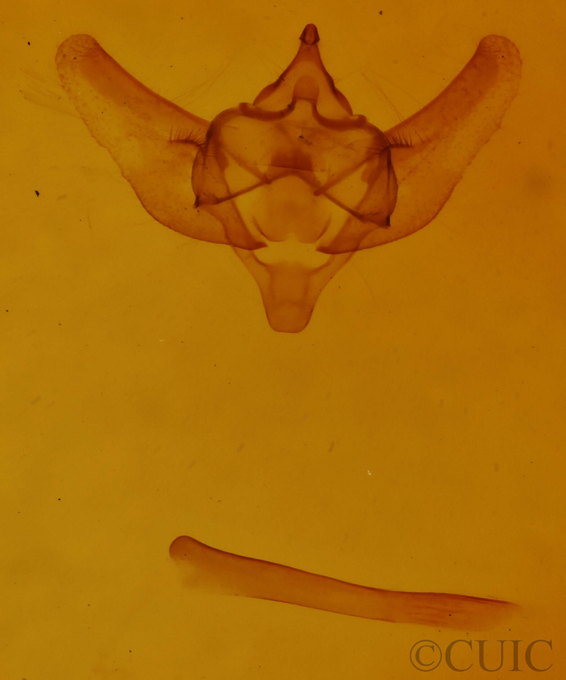 genitalia view of adult Paleacrita vernata