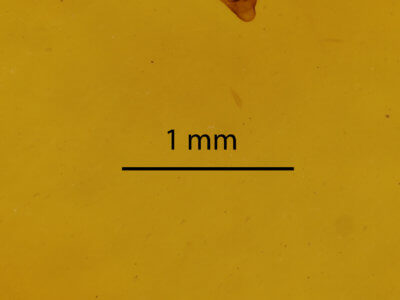 genitalia view of adult Paleacrita vernata