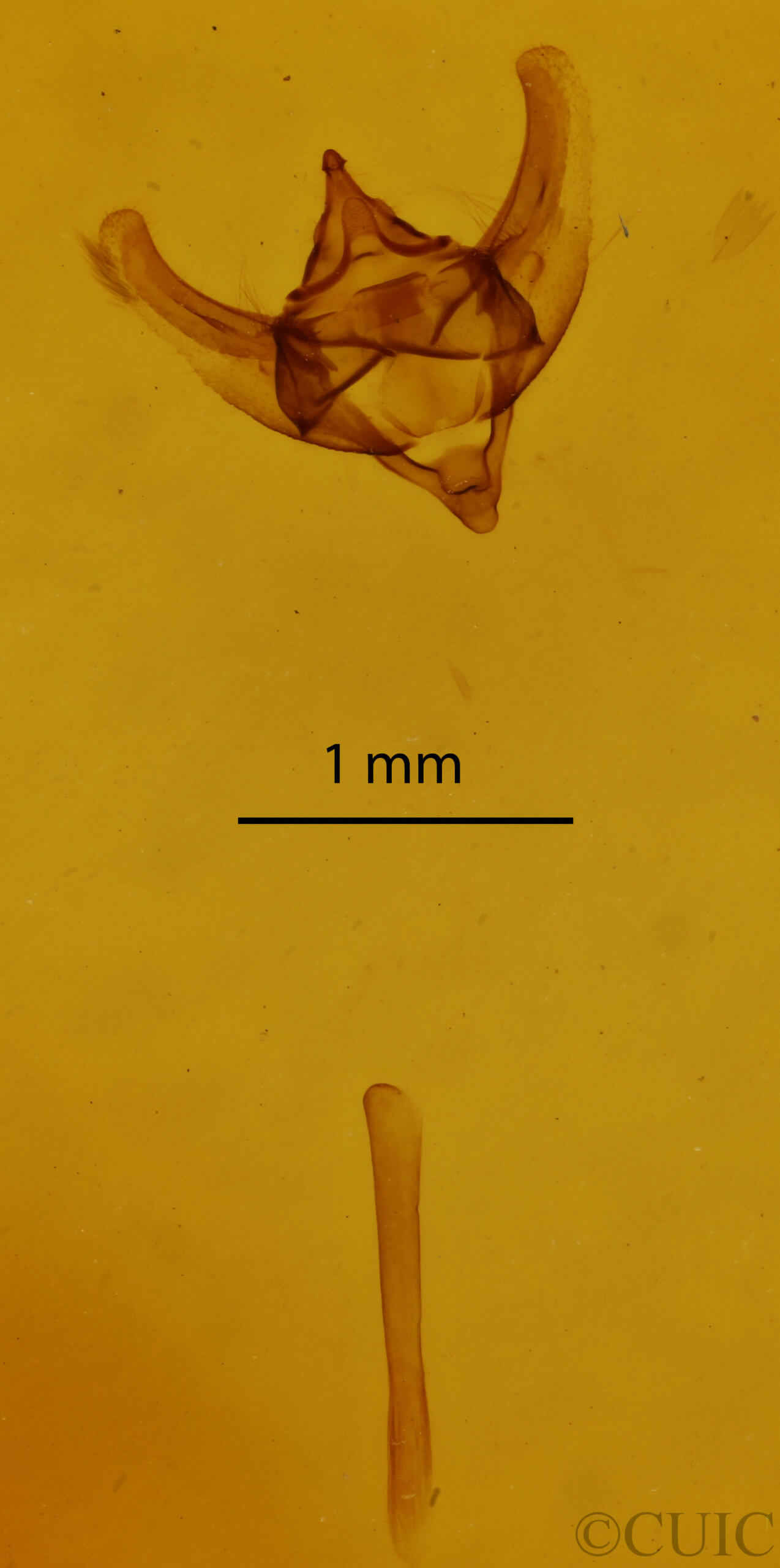 genitalia view of adult Paleacrita vernata