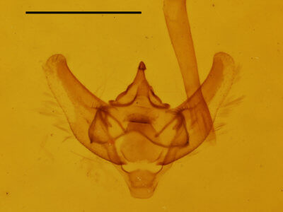 genitalia view of adult Paleacrita vernata