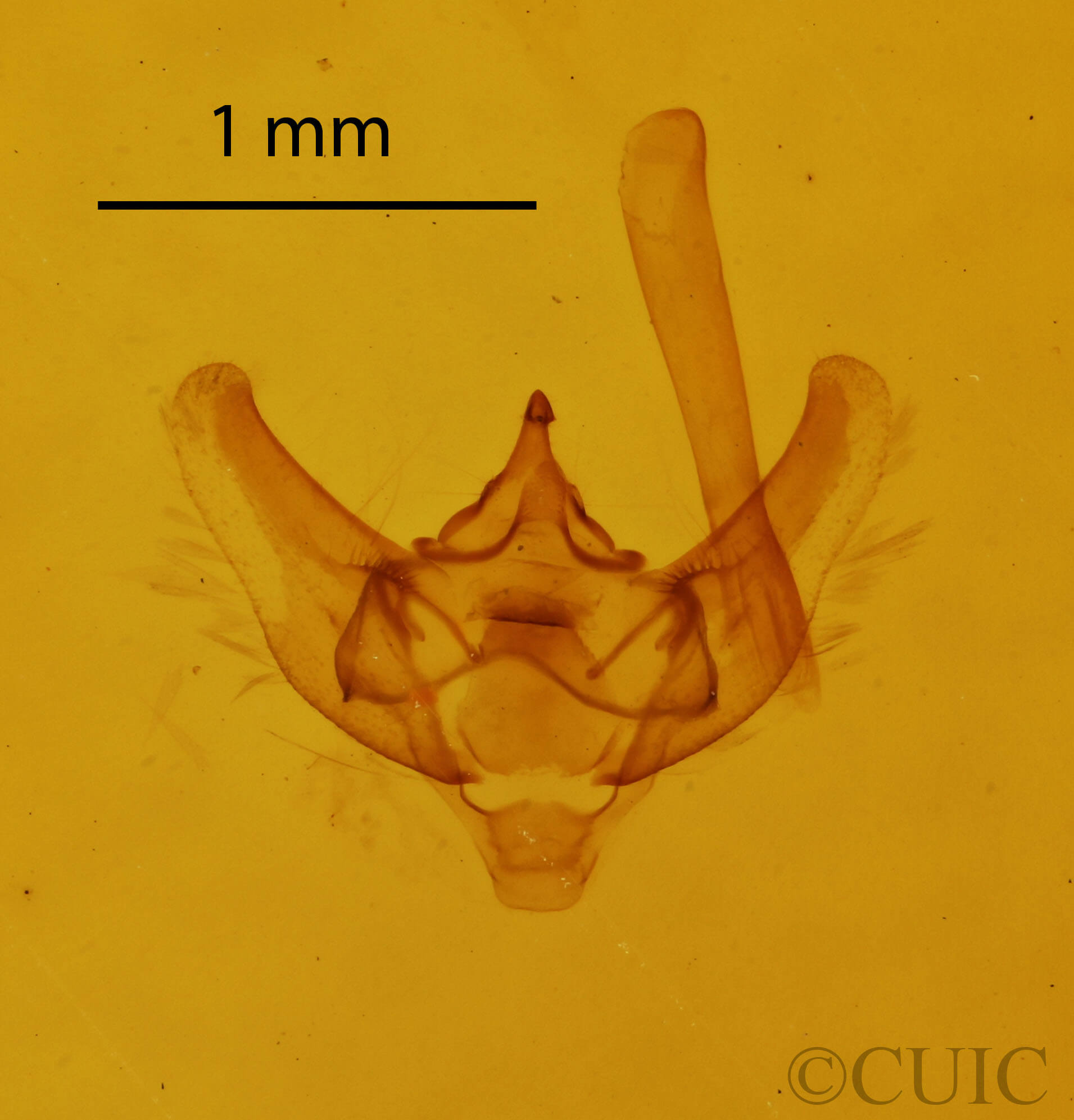 genitalia view of adult Paleacrita vernata