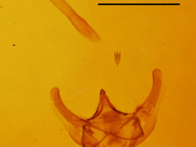 genitalia view of adult Paleacrita vernata