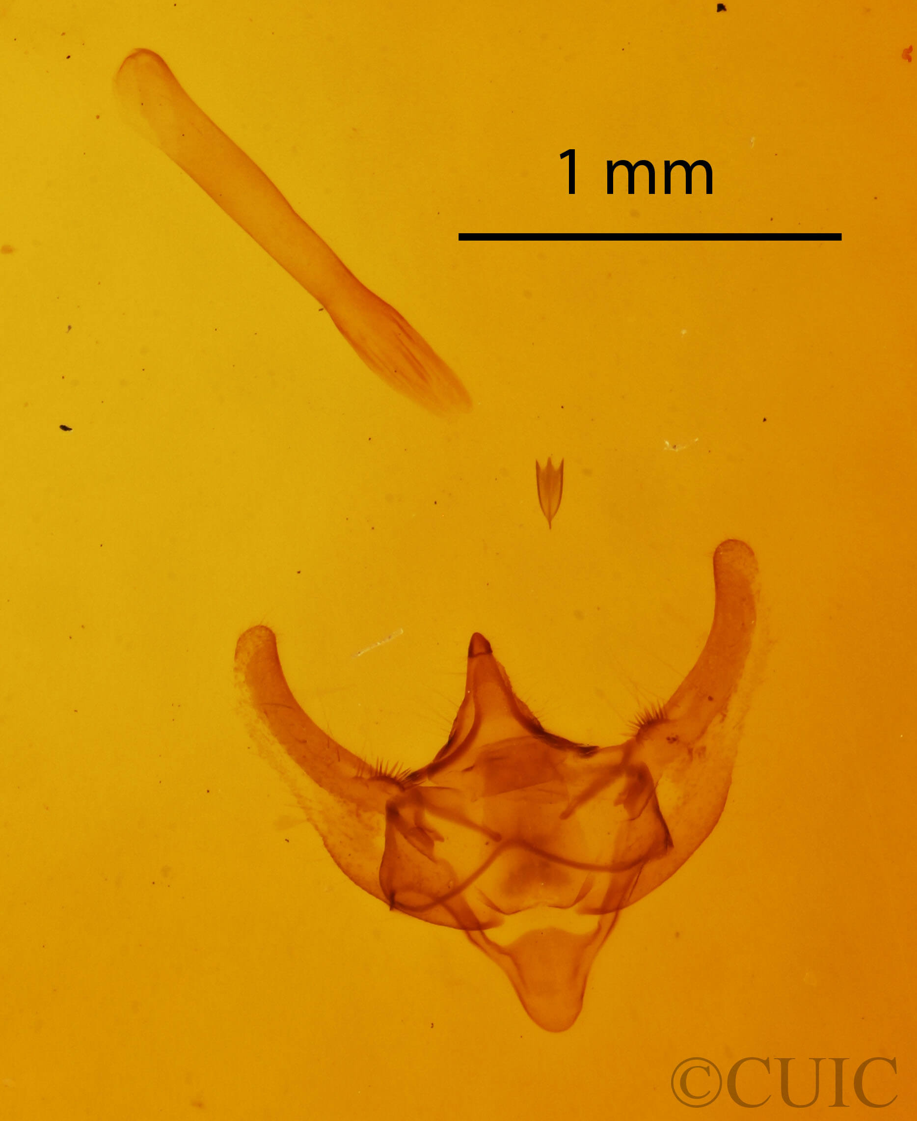 genitalia view of adult Paleacrita vernata