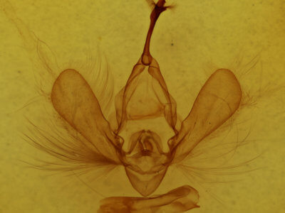 genitalia view of adult Panopoda carneicosta
