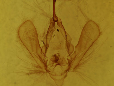 genitalia view of adult Panopoda rufimargo