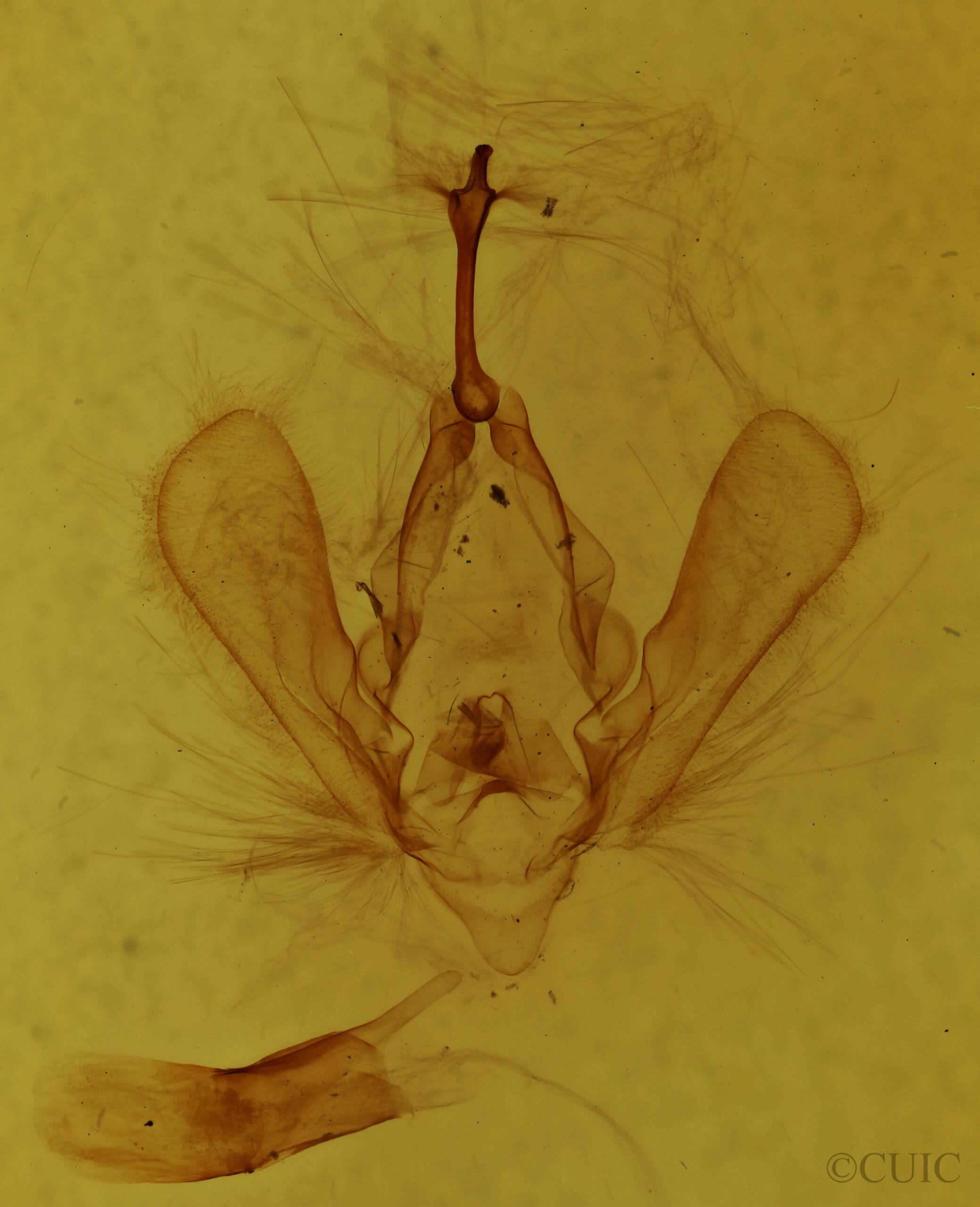genitalia view of adult Panopoda rufimargo