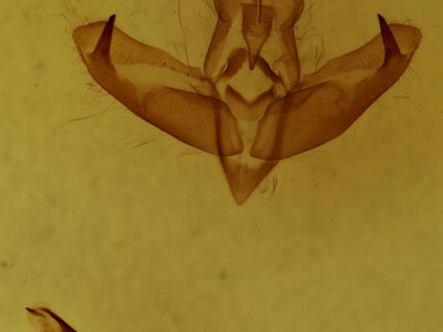 genitalia view of Panthea acronyctoides