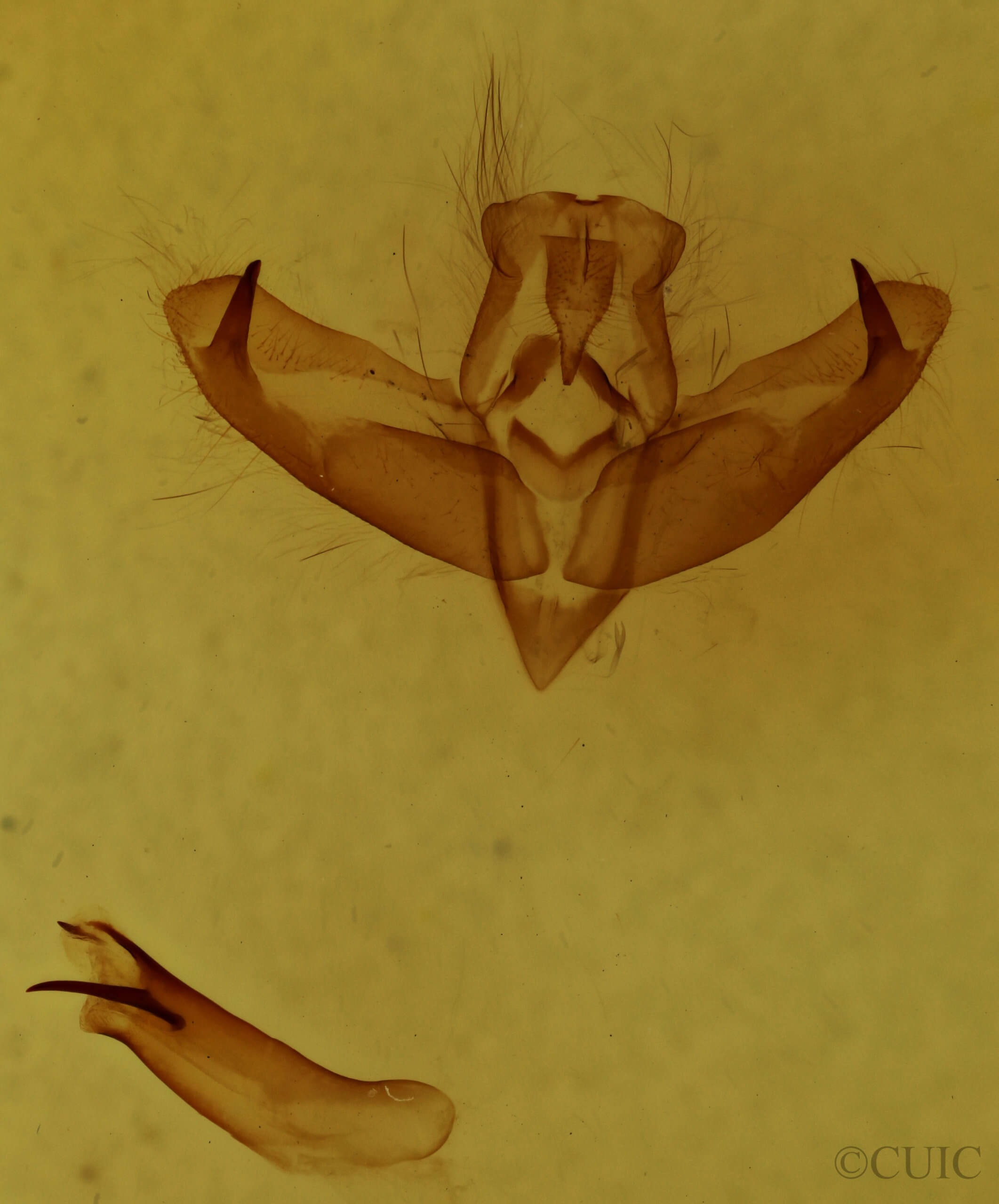 genitalia view of Panthea acronyctoides