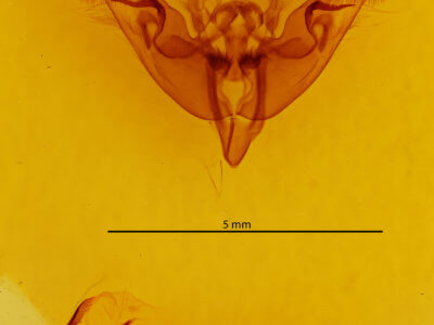 genitalia view of adult Papaipema nebris