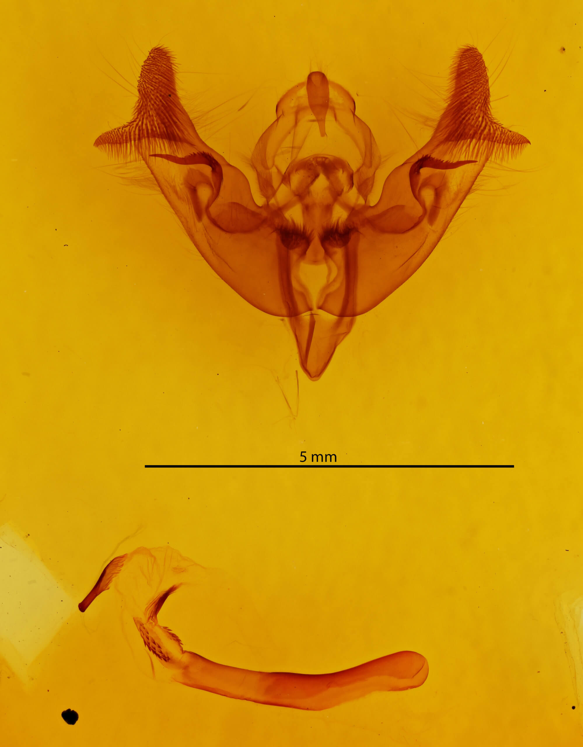 genitalia view of adult Papaipema nebris