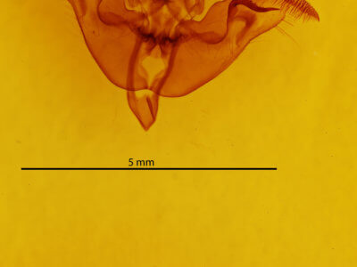 genitalia view of adult Papaipema nebris