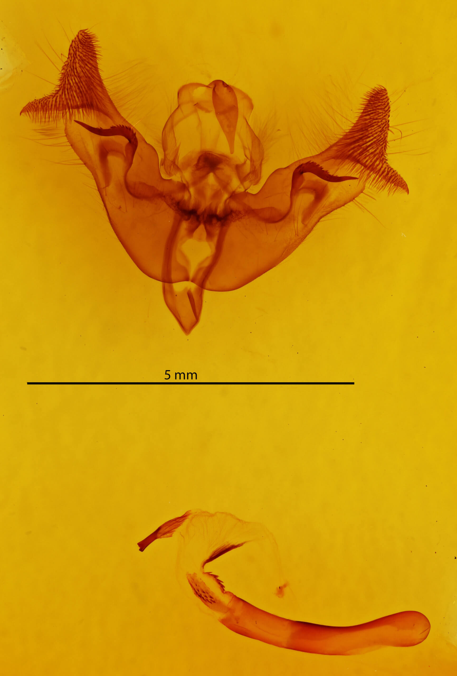 genitalia view of adult Papaipema nebris