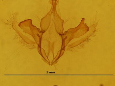 genitalia view of adult Parallelia bistriaris