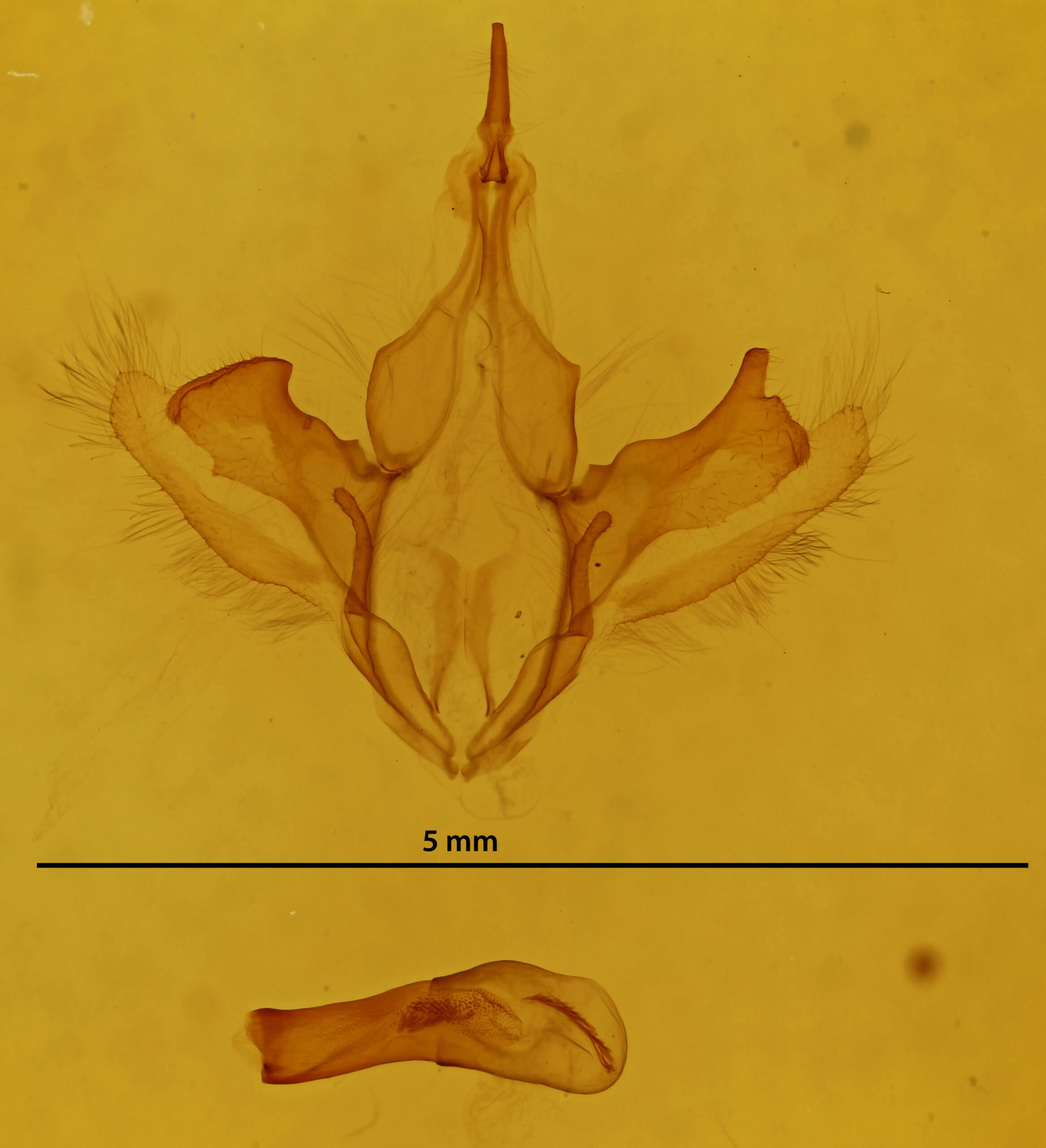 genitalia view of adult Parallelia bistriaris