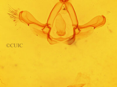 genitalia view of adult Paraeschra tortuosa