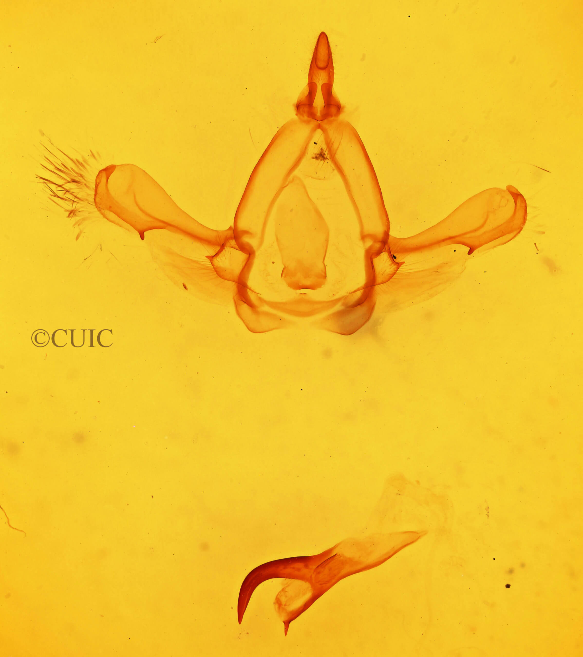 genitalia view of adult Paraeschra tortuosa