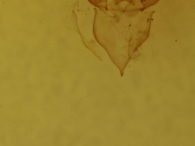 genitalia view of adult Penicillaria jocosatrix