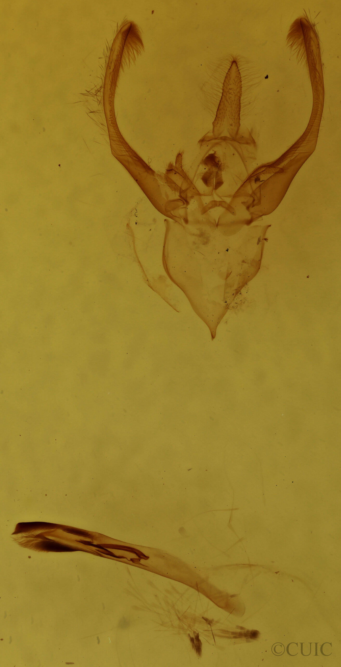 genitalia view of adult Penicillaria jocosatrix