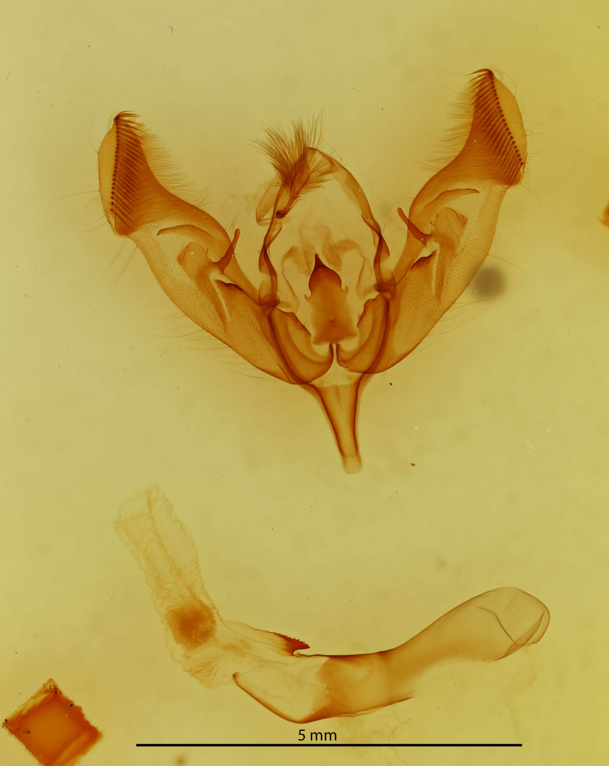 genitalia view of adult Peridroma saucia