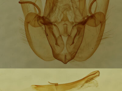 genitalia view of adult Perigea xanthioides