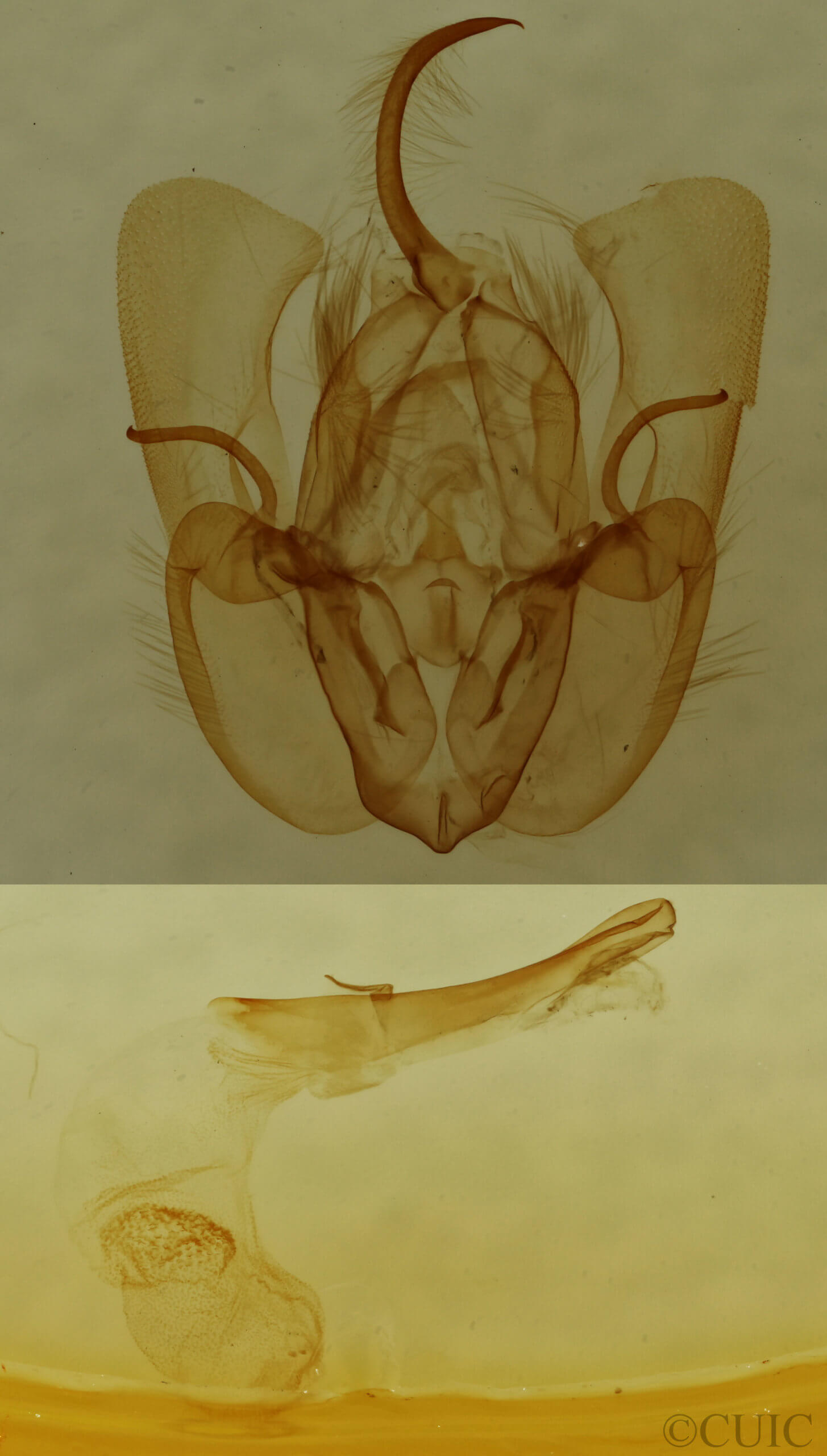genitalia view of adult Perigea xanthioides