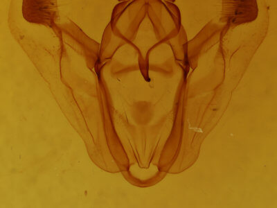 genitalia view of adult Pero