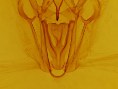 genitalia view of adult Pero crocallaria