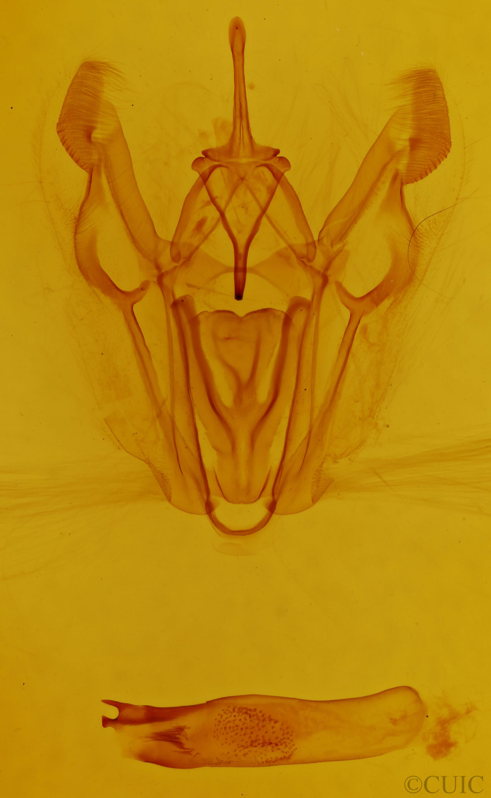 genitalia view of adult Pero crocallaria