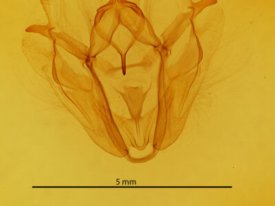 genitalia view of adult Pero morrisonaria