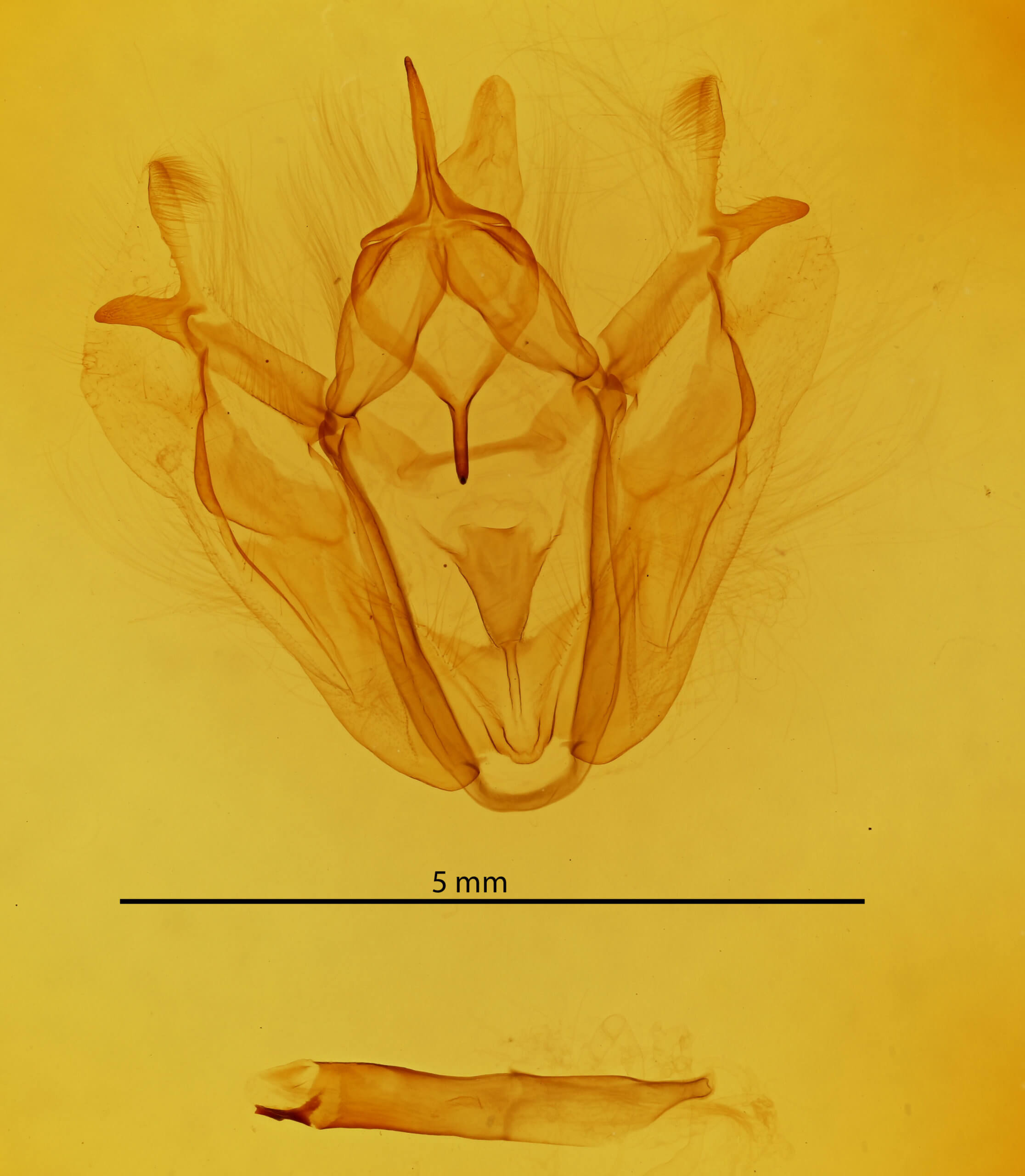 genitalia view of adult Pero morrisonaria
