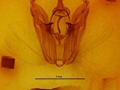 genitalia view of adult Pero spongiata