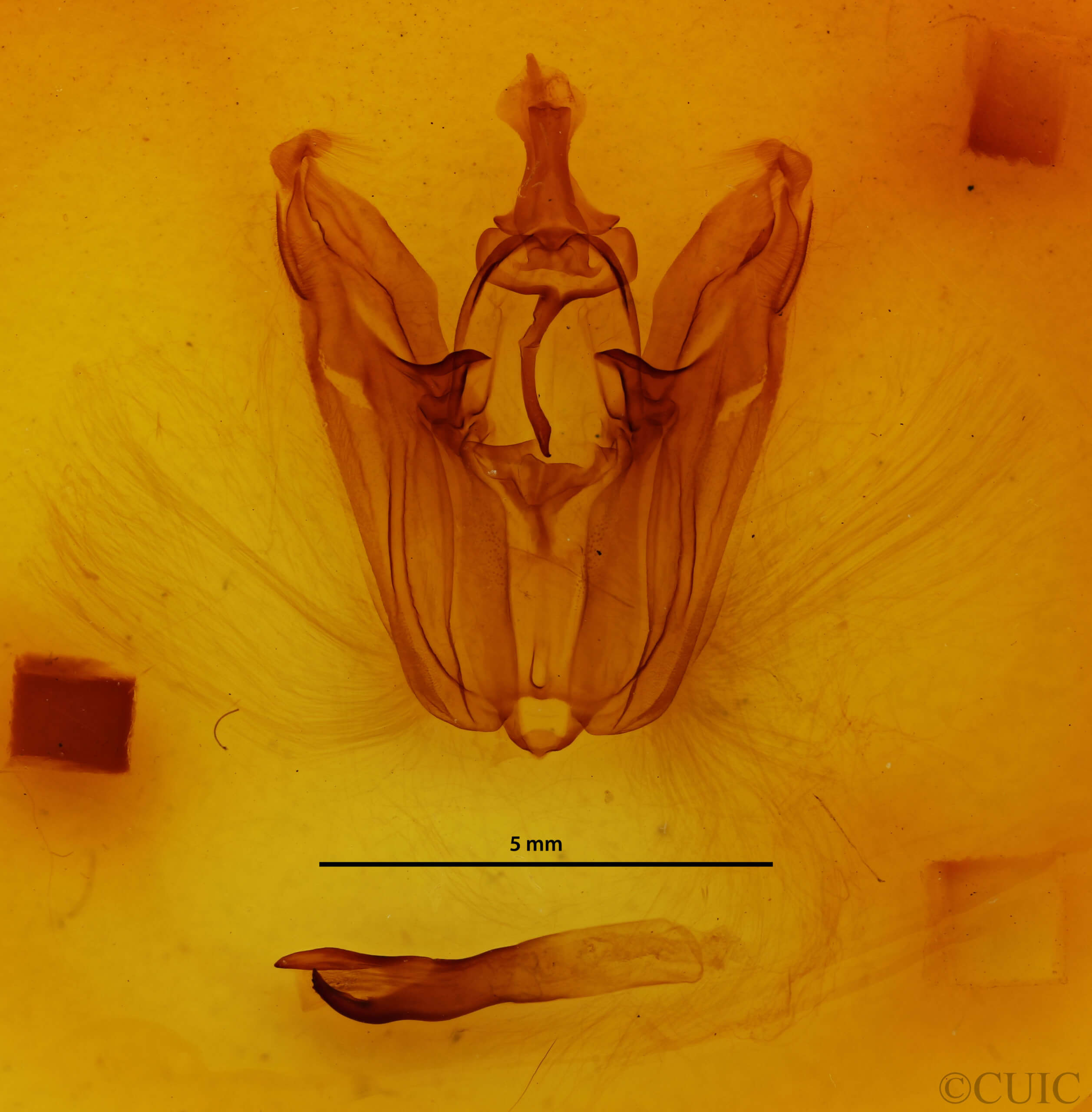 genitalia view of adult Pero spongiata