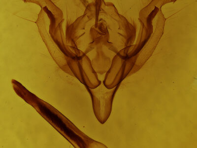genitalia view of adult Ichneutica arotica