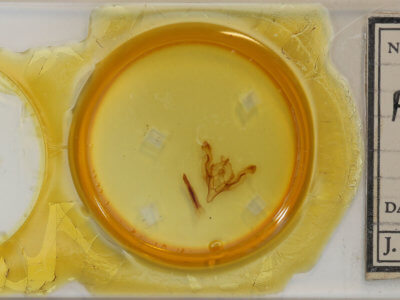 slide view of adult Ichneutica arotica