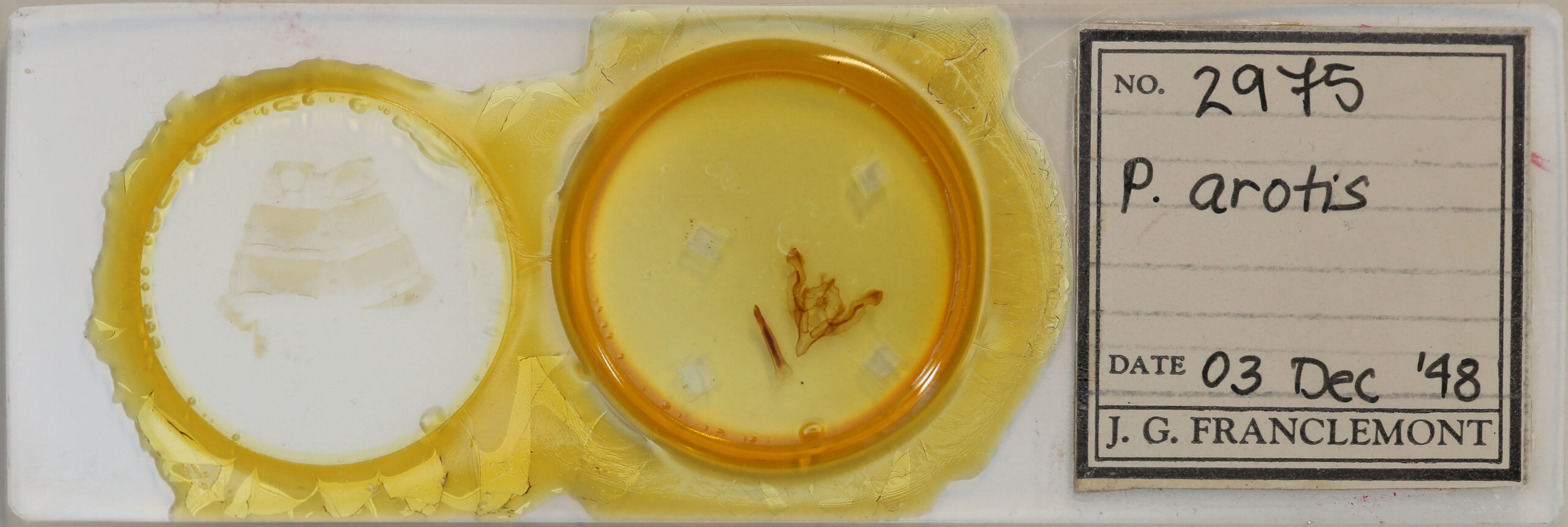 slide view of adult Ichneutica arotica