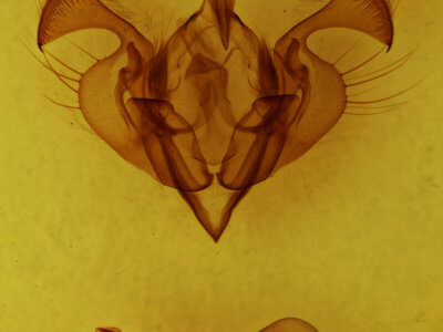 genitalia view of adult Ichneutica atristriga