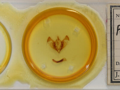 slide view of adult Ichneutica atristriga