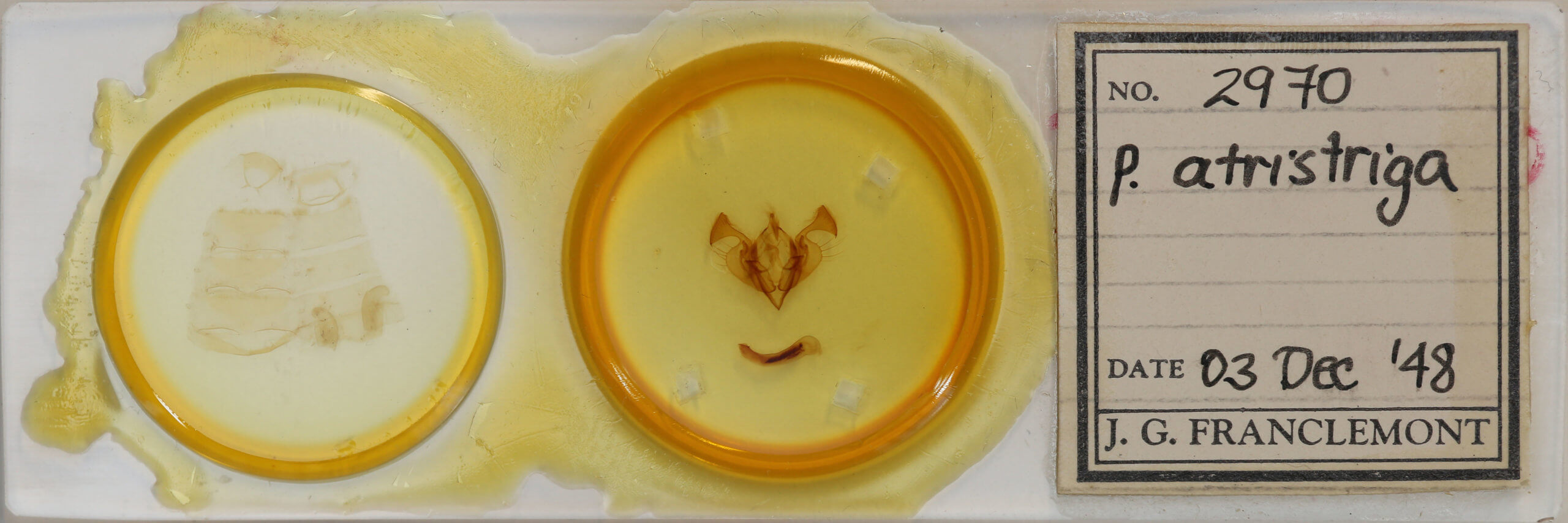 slide view of adult Ichneutica atristriga