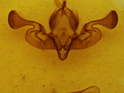 genitalia view of adult Persectania aversa