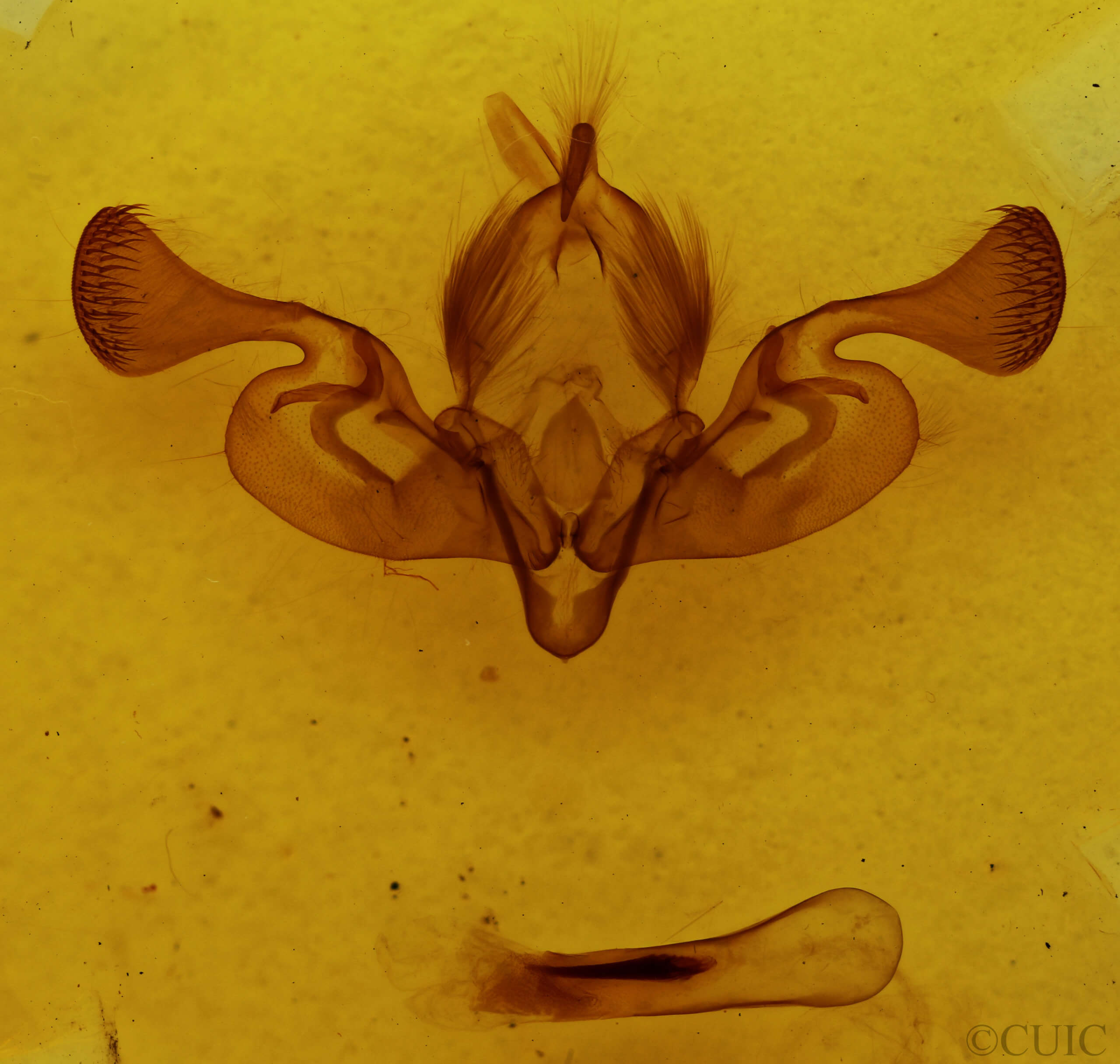 genitalia view of adult Persectania aversa