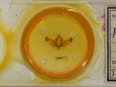 slide view of adult Persectania aversa