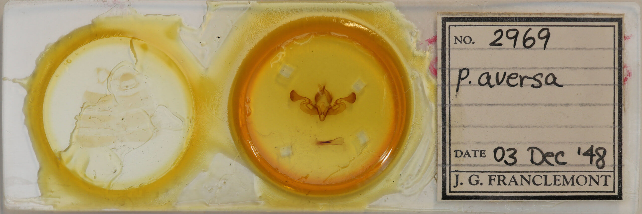 slide view of adult Persectania aversa