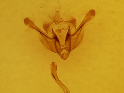 genitalia view of adult Photedes minima
