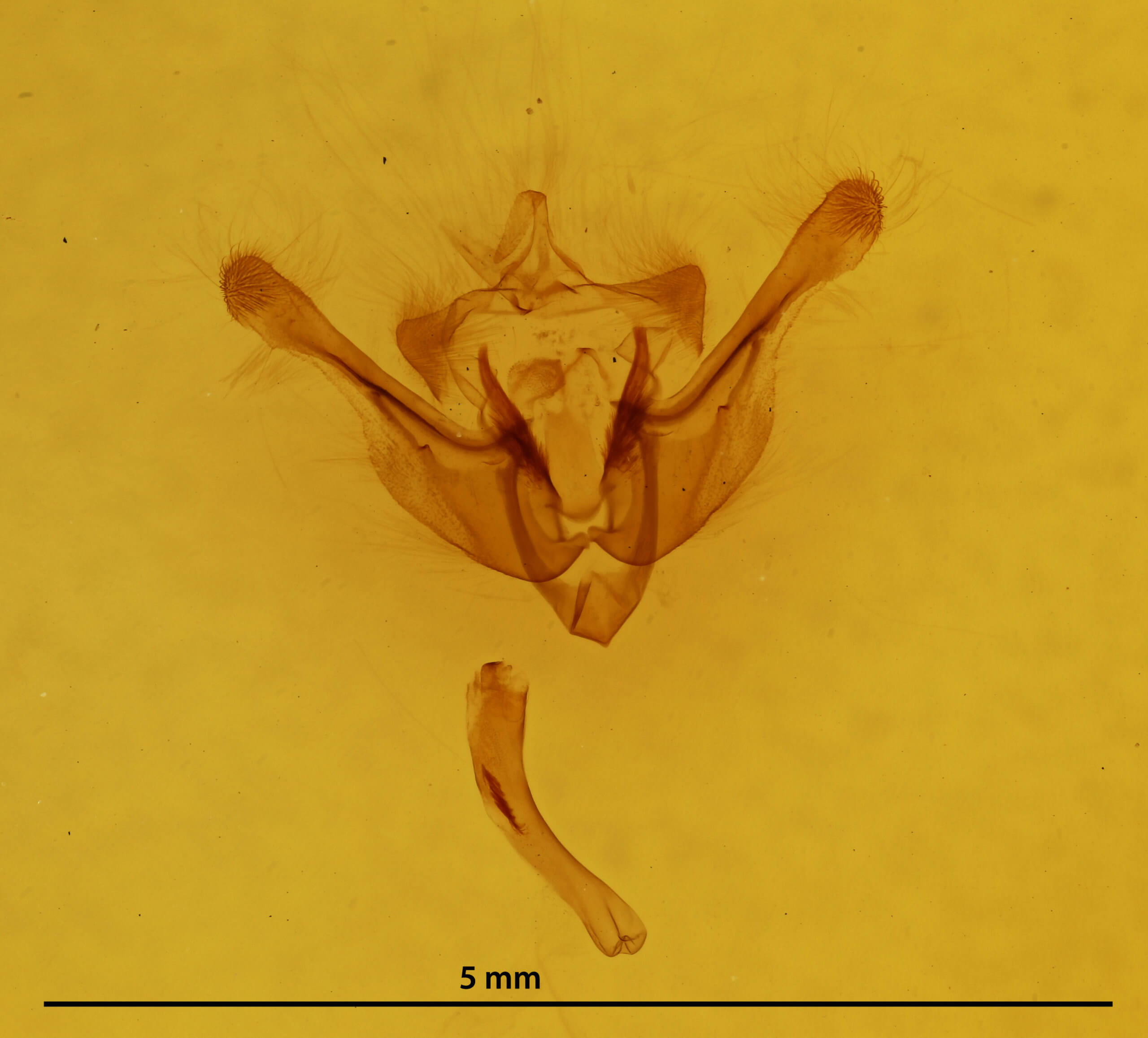 genitalia view of adult Photedes minima